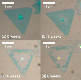 MoS2 Degrading Over 6 Weeks in 100% Relative Humid Environment